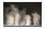 Humpback Whales Spouting While Feeding in Chatham Strait by Anonymous