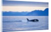 Orca or Killer Whale in Frederick Sound by Anonymous