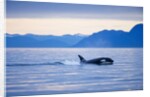 Orca or Killer Whale in Frederick Sound by Anonymous