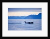 Orca or Killer Whale in Frederick Sound by Anonymous
