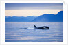 Orca or Killer Whale in Frederick Sound by Anonymous