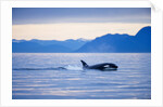 Orca or Killer Whale in Frederick Sound by Anonymous