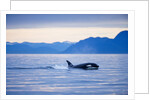 Orca or Killer Whale in Frederick Sound by Anonymous