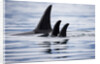 Pod of Orca Whales in Stephens Passage by Anonymous