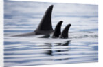 Pod of Orca Whales in Stephens Passage by Anonymous