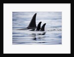 Pod of Orca Whales in Stephens Passage by Anonymous