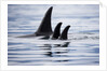 Pod of Orca Whales in Stephens Passage by Anonymous