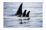 Pod of Orca Whales in Stephens Passage by Anonymous
