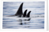 Pod of Orca Whales in Stephens Passage by Anonymous