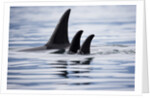 Pod of Orca Whales in Stephens Passage by Anonymous