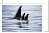 Pod of Orca Whales in Stephens Passage by Anonymous