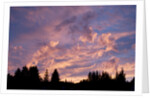 Sunset Over Auke Bay in Alaska by Anonymous