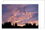 Sunset Over Auke Bay in Alaska by Anonymous