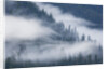 Fog Rolls Through Forest in Misty Fjords National Monument by Anonymous