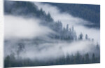 Fog Rolls Through Forest in Misty Fjords National Monument by Anonymous