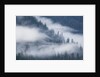 Fog Rolls Through Forest in Misty Fjords National Monument by Anonymous