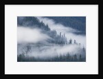 Fog Rolls Through Forest in Misty Fjords National Monument by Anonymous