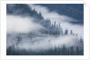 Fog Rolls Through Forest in Misty Fjords National Monument by Anonymous