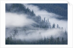 Fog Rolls Through Forest in Misty Fjords National Monument by Anonymous