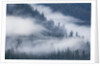 Fog Rolls Through Forest in Misty Fjords National Monument by Anonymous