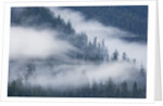 Fog Rolls Through Forest in Misty Fjords National Monument by Anonymous