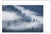 Fog Rolls Through Forest in Misty Fjords National Monument by Anonymous