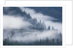 Fog Rolls Through Forest in Misty Fjords National Monument by Anonymous