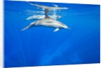 Spinner Dolphins Underwater Along Hawaii's Kona Coast by Anonymous
