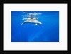 Spinner Dolphins Underwater Along Hawaii's Kona Coast by Anonymous
