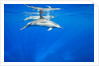 Spinner Dolphins Underwater Along Hawaii's Kona Coast by Anonymous