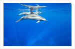 Spinner Dolphins Underwater Along Hawaii's Kona Coast by Anonymous