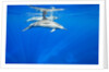 Spinner Dolphins Underwater Along Hawaii's Kona Coast by Anonymous