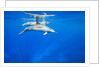 Spinner Dolphins Underwater Along Hawaii's Kona Coast by Anonymous