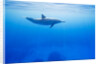Spinner Dolphin Underwater on Hawaii's Kona Coast by Anonymous