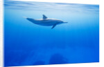 Spinner Dolphin Underwater on Hawaii's Kona Coast by Anonymous