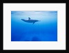 Spinner Dolphin Underwater on Hawaii's Kona Coast by Anonymous