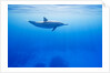 Spinner Dolphin Underwater on Hawaii's Kona Coast by Anonymous