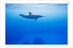 Spinner Dolphin Underwater on Hawaii's Kona Coast by Anonymous