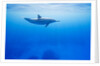 Spinner Dolphin Underwater on Hawaii's Kona Coast by Anonymous