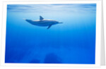 Spinner Dolphin Underwater on Hawaii's Kona Coast by Anonymous