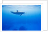 Spinner Dolphin Underwater on Hawaii's Kona Coast by Anonymous