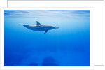 Spinner Dolphin Underwater on Hawaii's Kona Coast by Anonymous