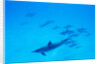 School of Spinner Dolphins on Hawaii's Kona Coast by Anonymous