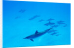 School of Spinner Dolphins on Hawaii's Kona Coast by Anonymous