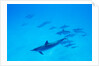 School of Spinner Dolphins on Hawaii's Kona Coast by Anonymous