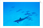School of Spinner Dolphins on Hawaii's Kona Coast by Anonymous