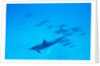 School of Spinner Dolphins on Hawaii's Kona Coast by Anonymous