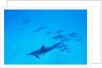 School of Spinner Dolphins on Hawaii's Kona Coast by Anonymous