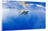 Underwater View of Green Sea Turtle in Hawaii by Anonymous