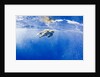 Underwater View of Green Sea Turtle in Hawaii by Anonymous